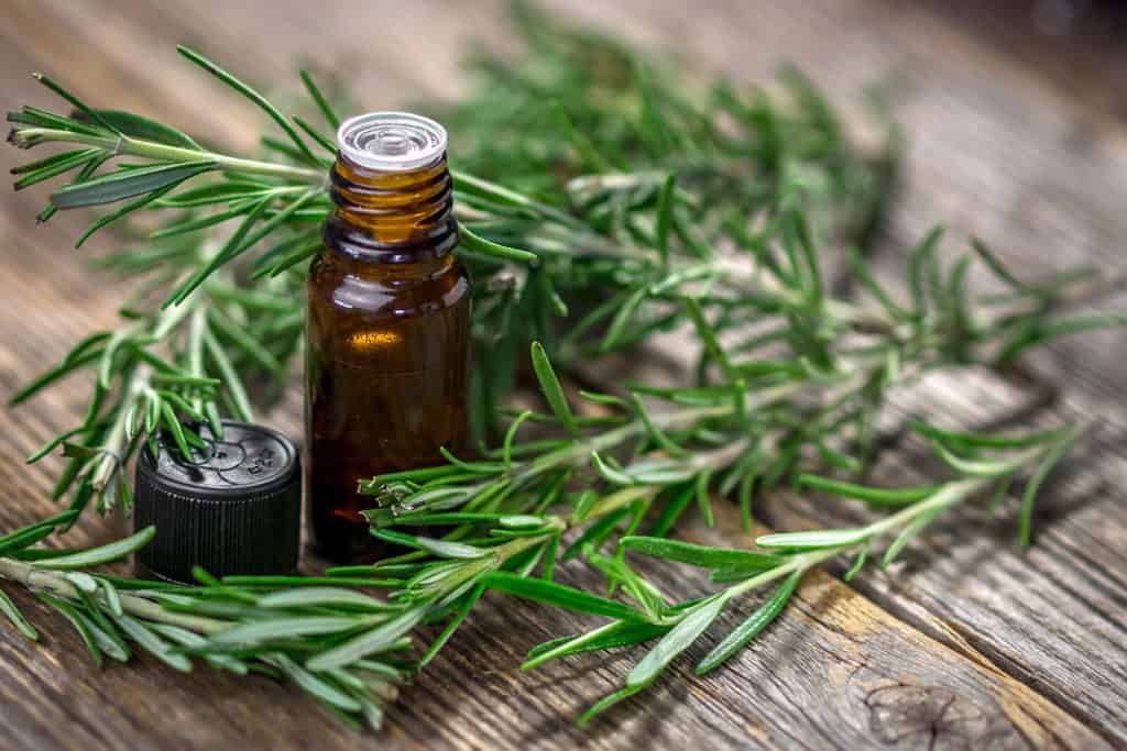 The Magic of Rosemary Essential Oil