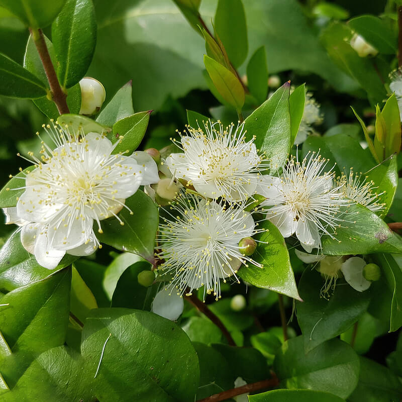 Lemon Myrtle Benefits