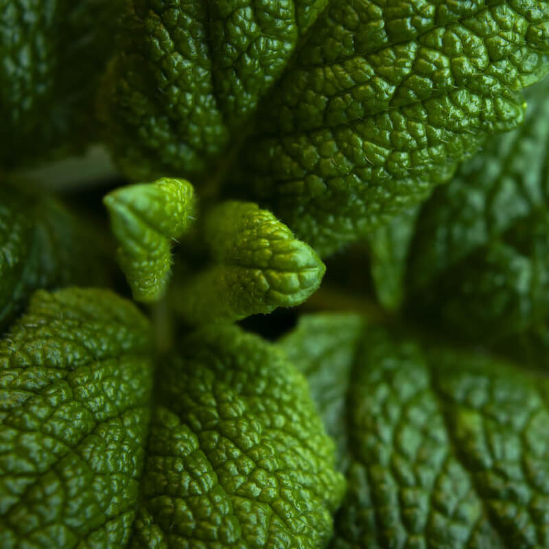 Peppermint Essential Oil