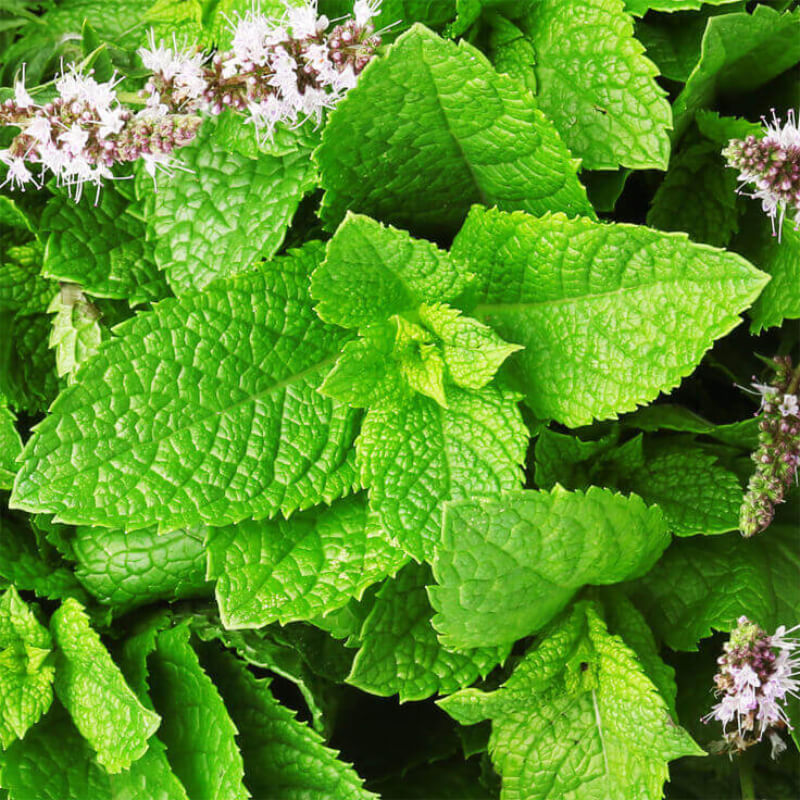 Spearmint Diffuser Blends