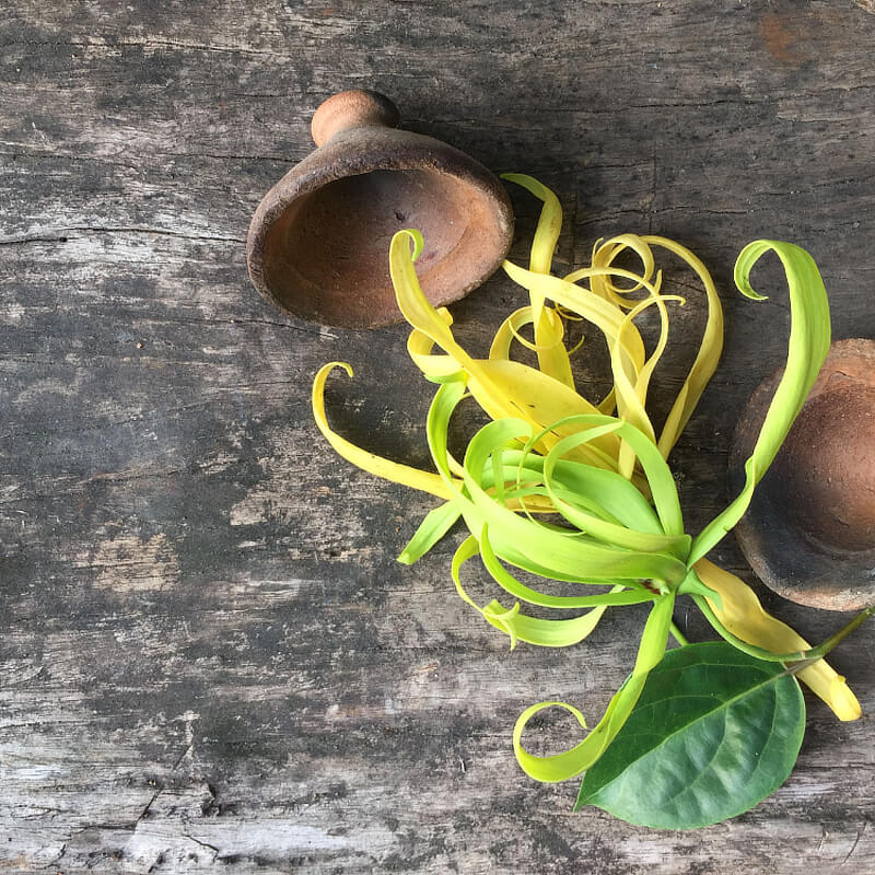 Ylang Ylang Essential Oil Benefits